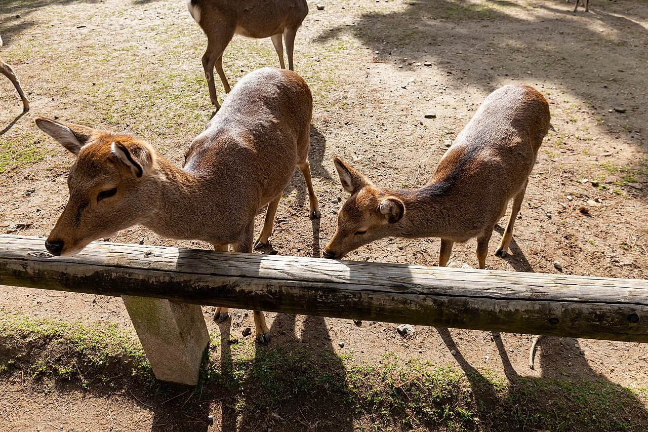 Deer in Nara Park