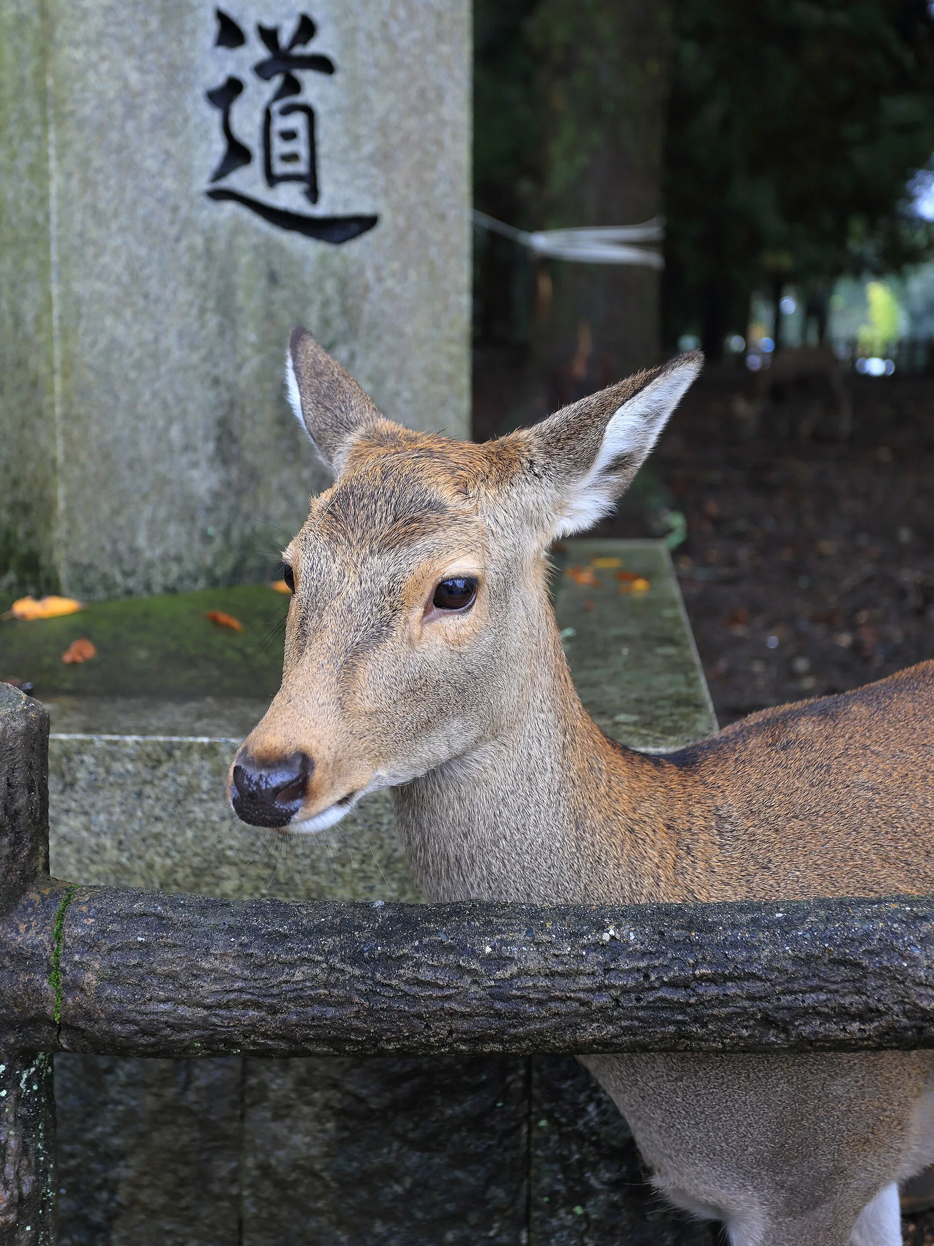 Sika deer resting in Nara Park in autumn