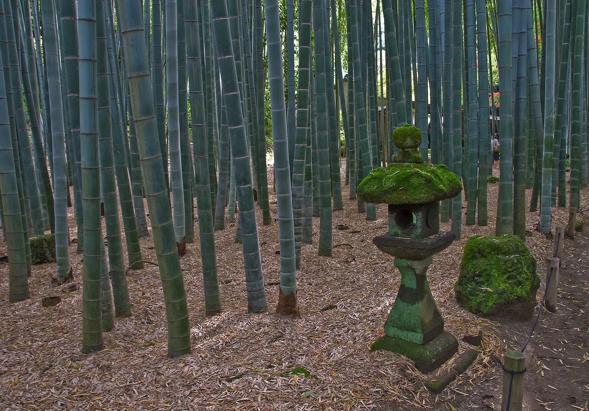 A path through tall green bamboo stalks at Hokokuji Temple in Kamakura